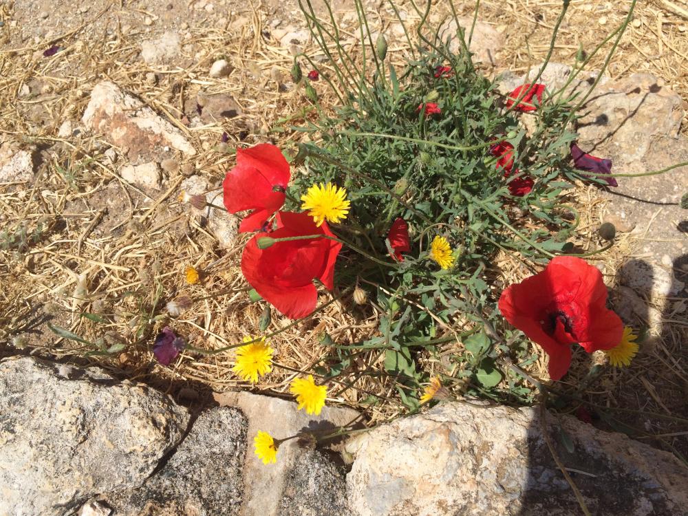 The soil was so dry but wild flowers still managed to survive